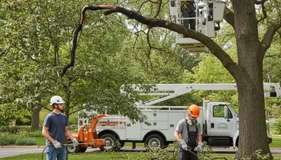 Bakersfield, CA tree disease treatment by Arbor Tree Care for fungal infections and tree decline
