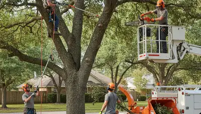 Tree pruning crew serving Bakersfield, CA with professional tree care equipment