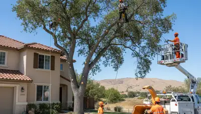 Tree service crew in Bakersfield, CA trimming and maintaining trees for safe, professional property care