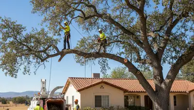 Tree service crew trimming trees in Bakersfield, CA for safe, professional property care
