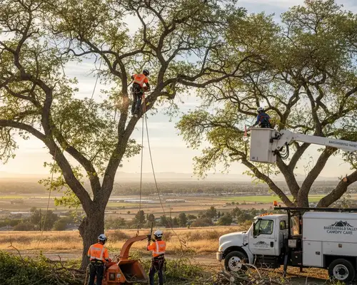 Tree trimming services in Bakersfield, CA for Valley Canopy tree care widget